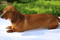 Victory, a female Dachshund for sale in Mabank, TX – Photo 2 of 3