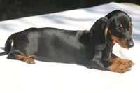 LorettaF1, a female Dachshund for sale in Mabank, TX – 3 of 4