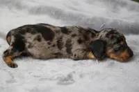 KaydaDpleM2, a male Dachshund for sale in Mabank, TX – 2 of 4