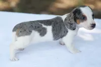 LaineyDpleF, a female Dachshund for sale in Mabank, TX – 3 of 4