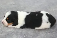 PhoebePieM1, a male Dachshund for sale in Mabank, TX – 3 of 4