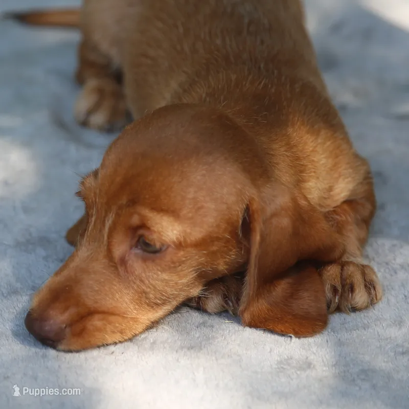 WillowRdChtleM – Dachshund puppy for sale in Mabank, TX