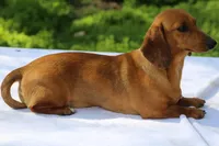 Venus, a female Dachshund for sale in Mabank, TX – Photo 3 of 3