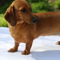Venus, a female Dachshund for sale in Mabank, TX – Photo 1 of 3