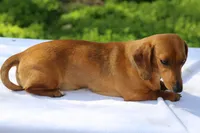 Venus, a female Dachshund for sale in Mabank, TX – Photo 2 of 3