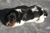 AveryBlkPie, a male Dachshund for sale in Mabank, TX – 4 of 4