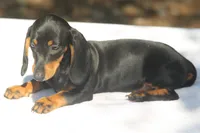 LorettaF3, a female Dachshund for sale in Mabank, TX – 3 of 4