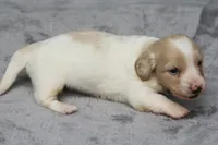 PaisleyCrm, a male Dachshund for sale in Mabank, TX – 2 of 4