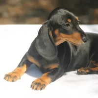 LorettaF3, a female Dachshund for sale in Mabank, TX – 1 of 4