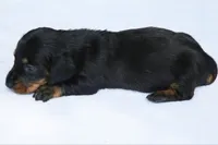 KaydaBlkTnF, a female Dachshund for sale in Mabank, TX – 2 of 3