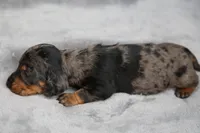 KaydaDpleM1, a male Dachshund for sale in Mabank, TX – 4 of 4