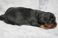 PollyM, a male Dachshund for sale in Mabank, TX – 3 of 3