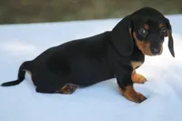 BrennaBlkTnF2, a female Dachshund for sale in Mabank, TX – 3 of 3