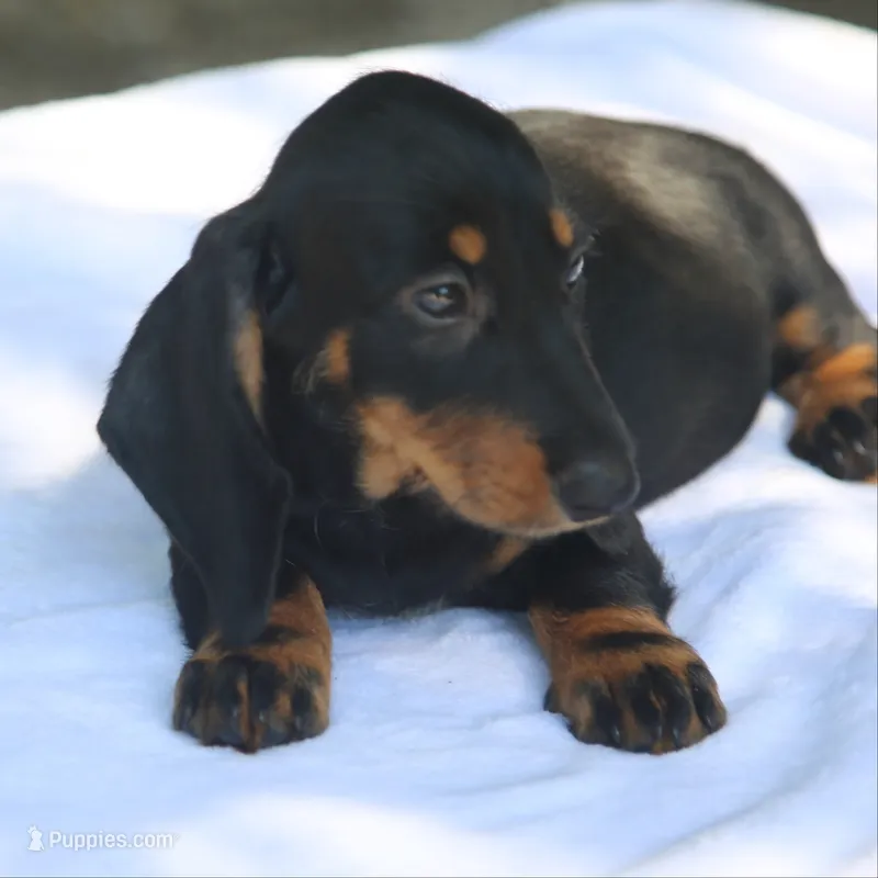 KaydaBlkTnF – Dachshund puppy for sale in Mabank, TX