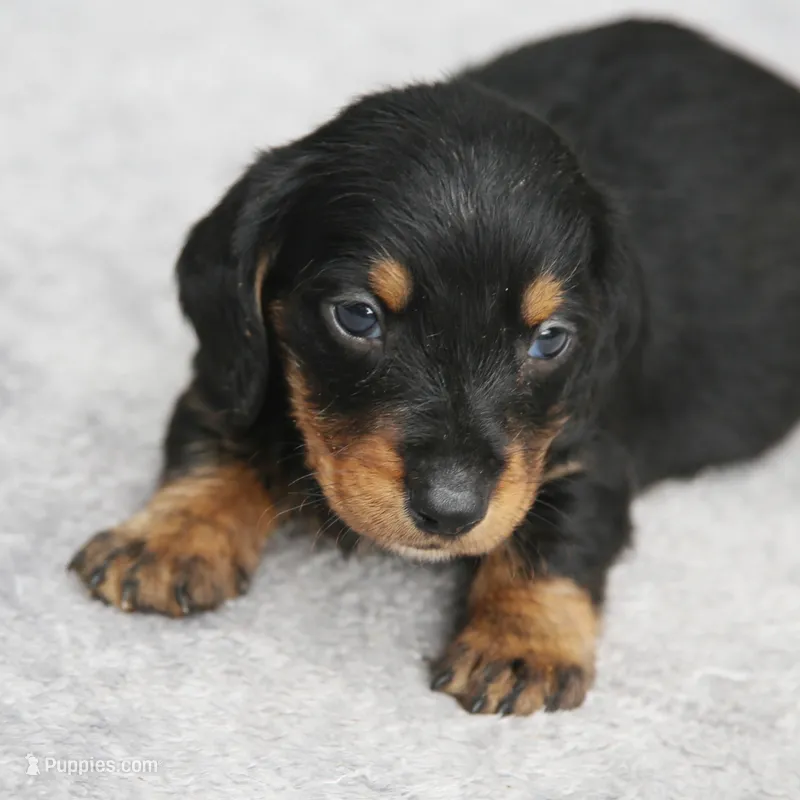 KaydaBlkTnM – Dachshund puppy for sale in Mabank, TX