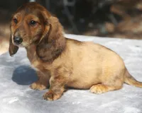 TillieRdBrdle2, a male Dachshund for sale in Mabank, TX – 3 of 4