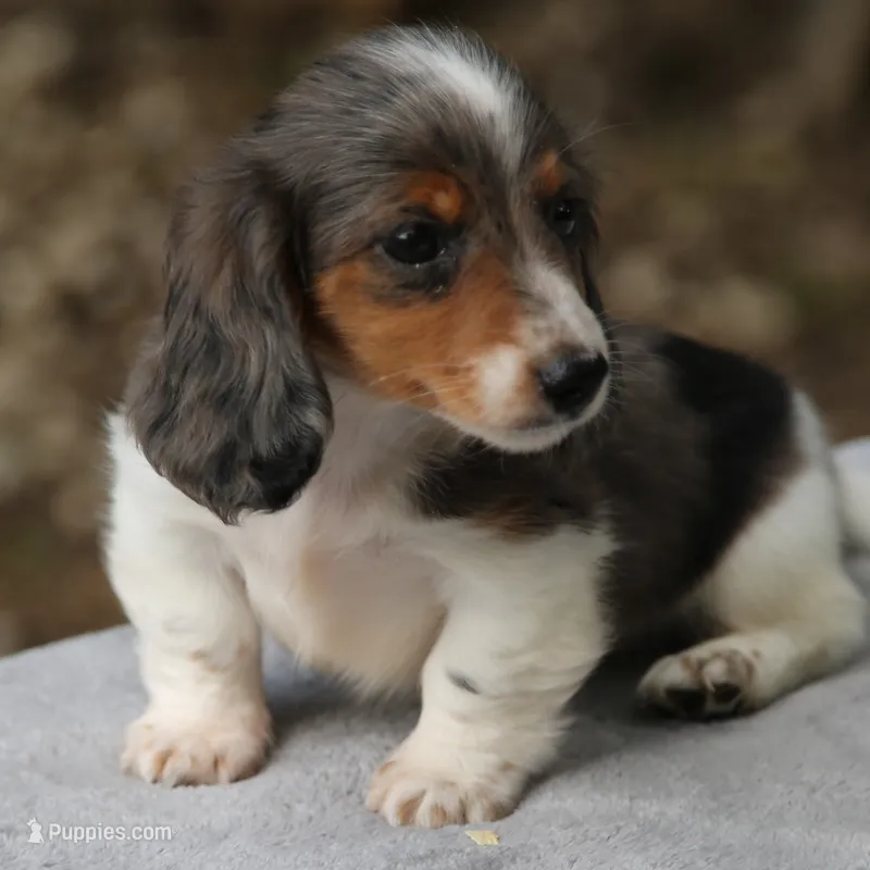 PaisleyDple – Dachshund puppy for sale in Mabank, TX