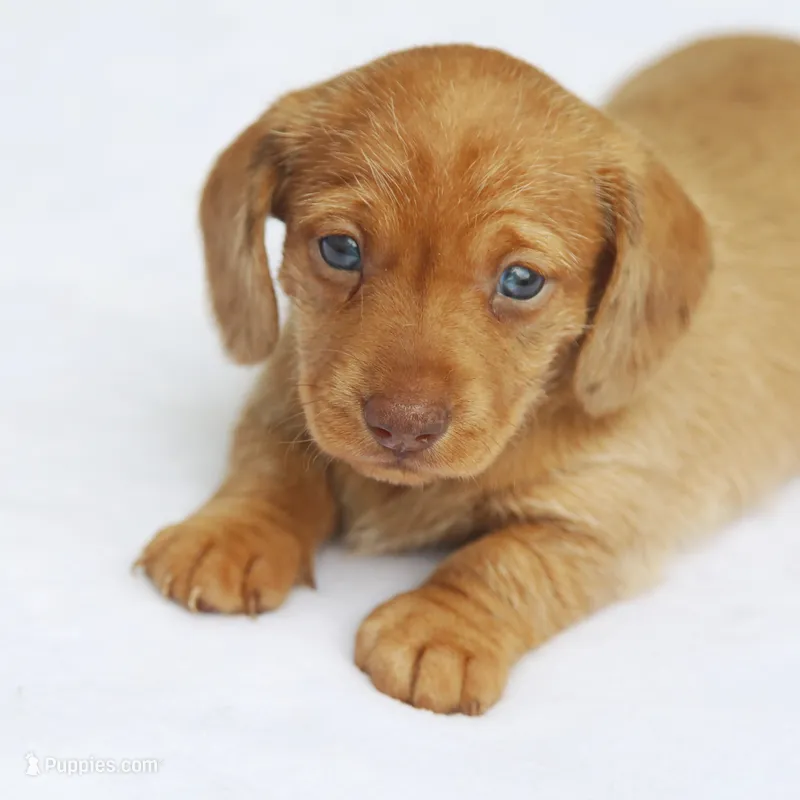 VenusF – Dachshund puppy for sale in Mabank, TX