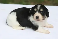 PaisleyF, a female Dachshund for sale in Mabank, TX – 2 of 4