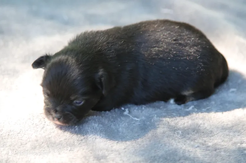 LeilaBlkM – Chihuahua puppy for sale in Mabank, TX