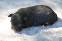 LeilaBlkM, a male Chihuahua for sale in Mabank, TX – Photo 1 of 2