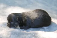 LeilaBlkM, a male Chihuahua for sale in Mabank, TX – Photo 2 of 2