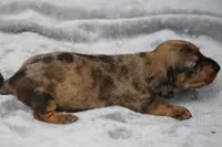 KaydaRdDple, a male Dachshund for sale in Mabank, TX – 2 of 4