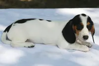 LaineyBlkF, a female Dachshund for sale in Mabank, TX – 4 of 4