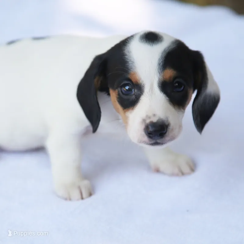 LaineyBlkF – Dachshund puppy for sale in Mabank, TX