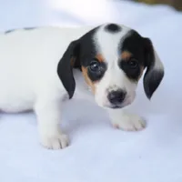 LaineyBlkF, a female Dachshund for sale in Mabank, TX – 1 of 4