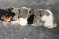 AveryDplePie, a male Dachshund for sale in Mabank, TX – 2 of 4