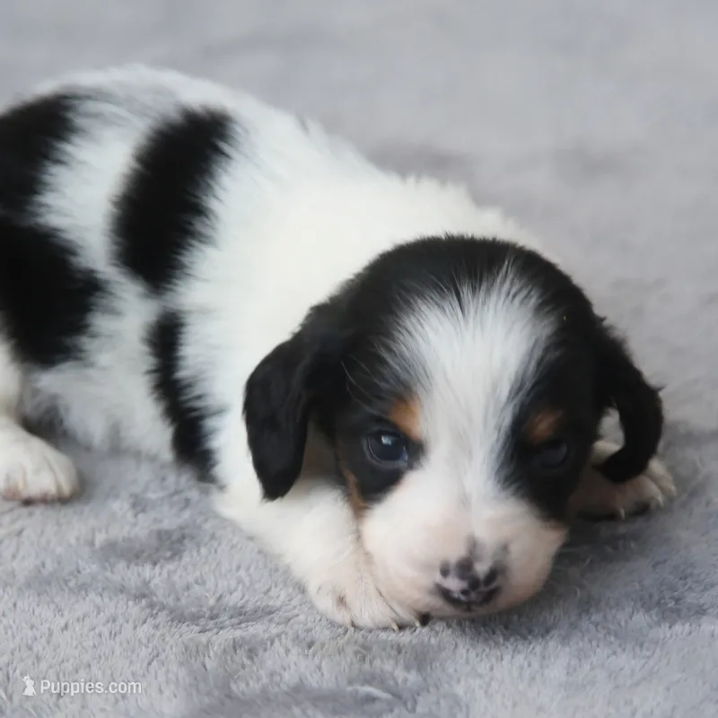 GabiPieM2 – Dachshund puppy for sale in Mabank, TX