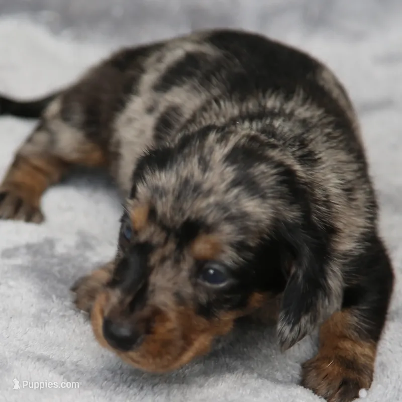KaydaDpleM3 – Dachshund puppy for sale in Mabank, TX