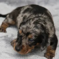 KaydaDpleM3, a male Dachshund for sale in Mabank, TX – 1 of 4