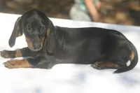 AspenBlkF2, a female Dachshund for sale in Mabank, TX – 4 of 4