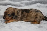 KaydaRdDple, a male Dachshund for sale in Mabank, TX – 4 of 4