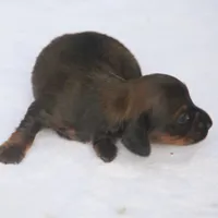 AnnieBrdleF1, a female Dachshund for sale in Mabank, TX – 1 of 4
