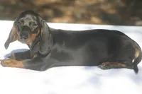 AspenBlkF2, a female Dachshund for sale in Mabank, TX – 2 of 4