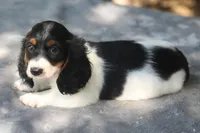 AspenPieM, a male Dachshund for sale in Mabank, TX – 4 of 4
