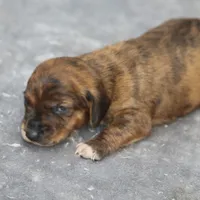 AnnieBrdleM2, a male Dachshund for sale in Mabank, TX – 1 of 4