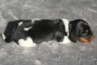 AveryBlkPie, a male Dachshund for sale in Mabank, TX – 3 of 4