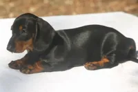 RollinsF, a female Dachshund for sale in Mabank, TX – 3 of 4