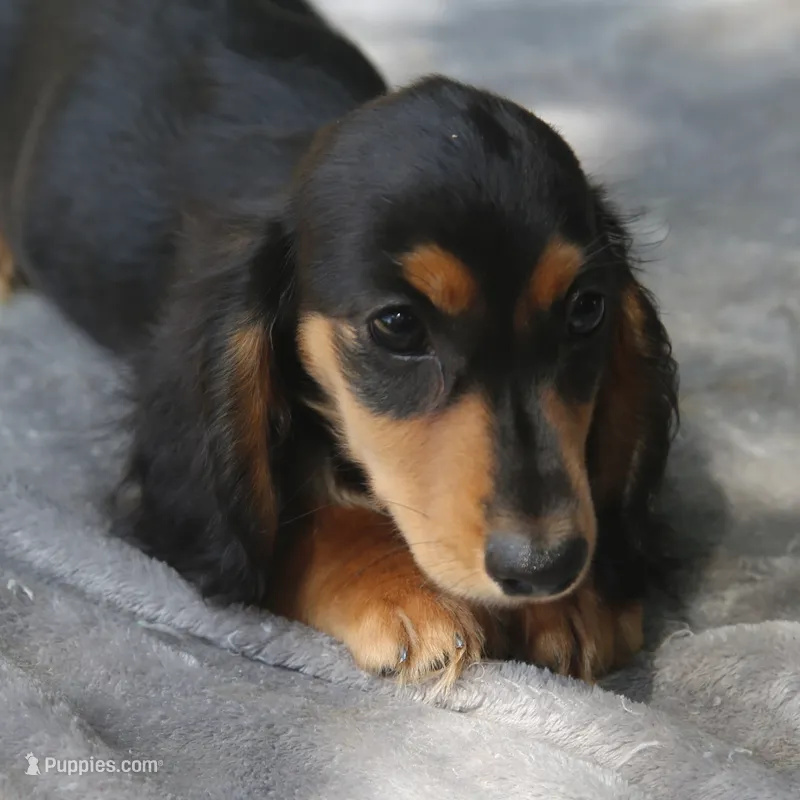 BunnieBlkTnM – Dachshund puppy for sale in Mabank, TX