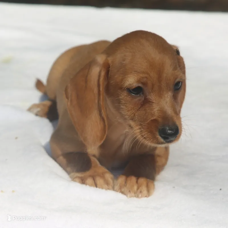 GemmaF – Dachshund puppy for sale in Mabank, TX