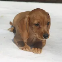 GemmaF, a female Dachshund for sale in Mabank, TX – 1 of 4