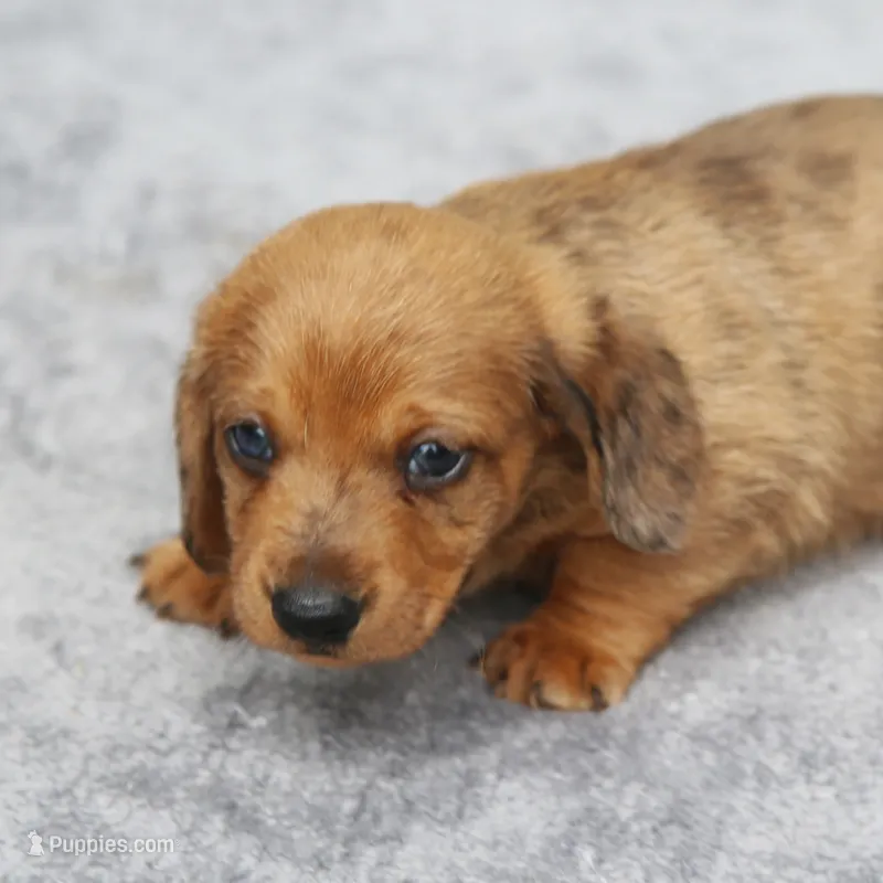 VenusDpleM – Dachshund puppy for sale in Mabank, TX
