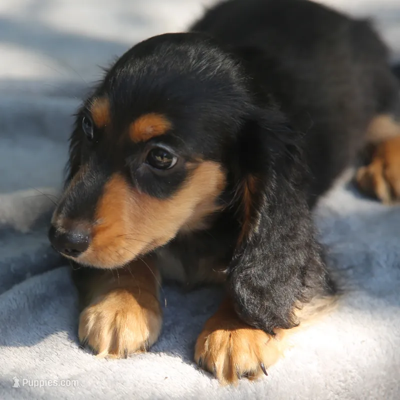 BunnieBlkTnM – Dachshund puppy for sale in Mabank, TX