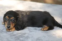 BunnieBlkTnM, a male Dachshund for sale in Mabank, TX – 2 of 4