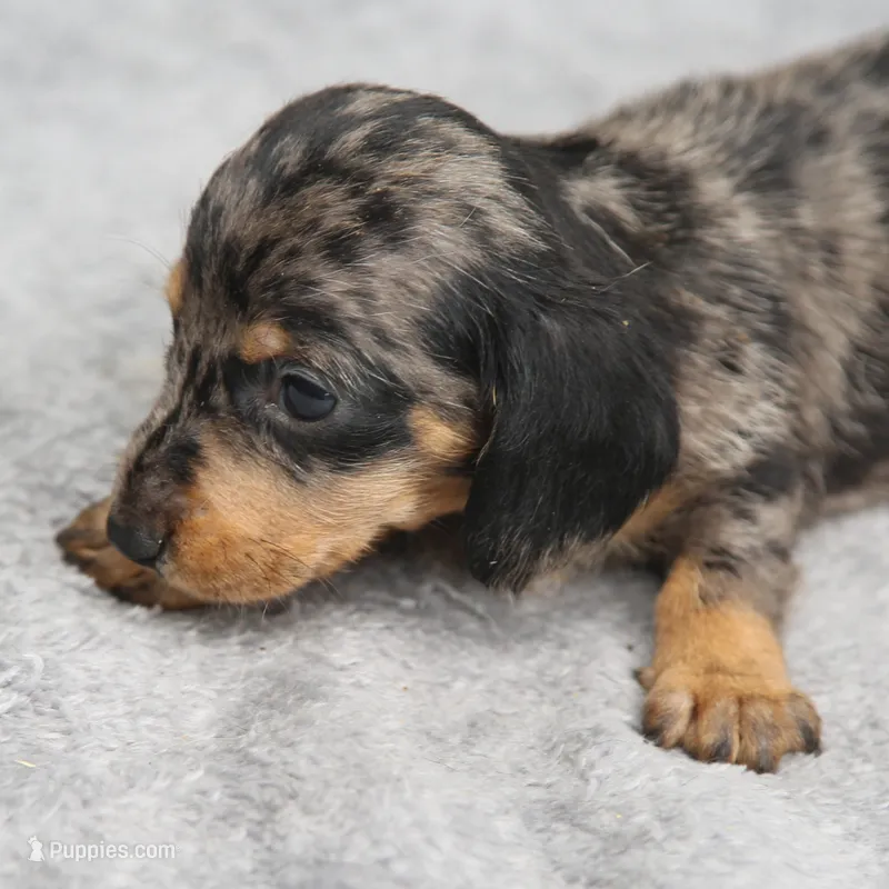KaydaDpleM2 – Dachshund puppy for sale in Mabank, TX