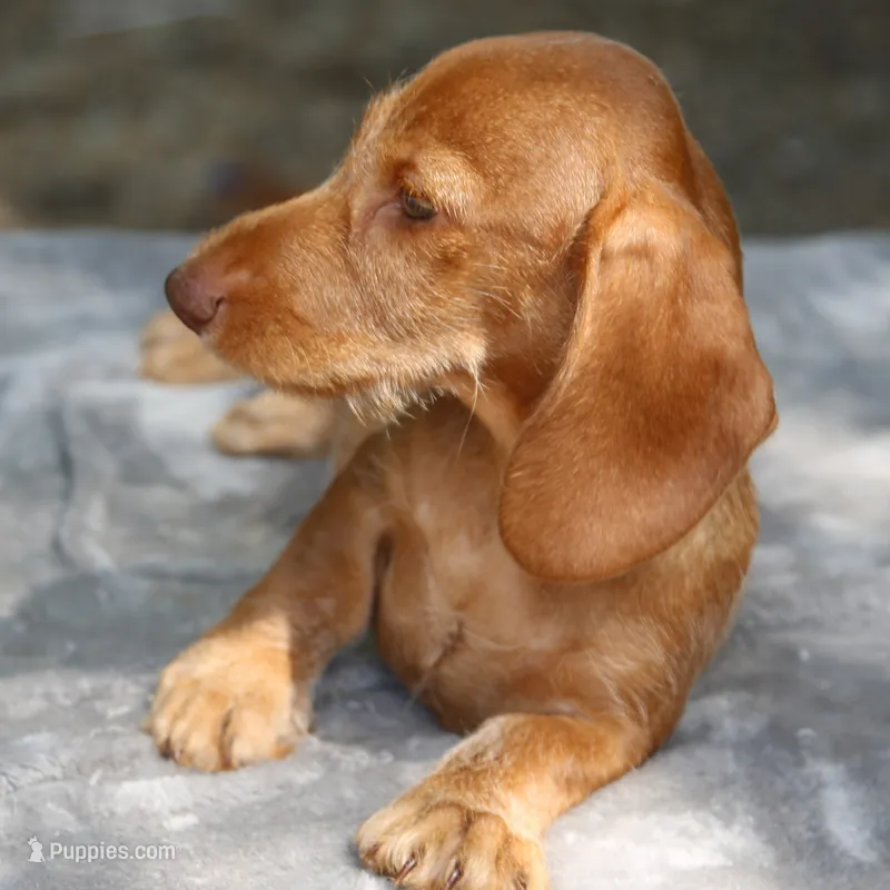 WillowRdChtleM – Dachshund puppy for sale in Mabank, TX